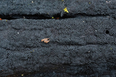 Glonium stellatum