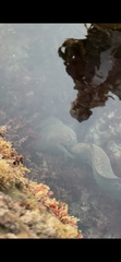 Gymnothorax mordax