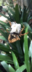 Socca pustulosa