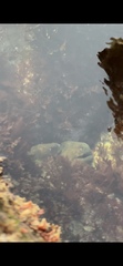 Gymnothorax mordax