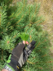 Pinus contorta contorta