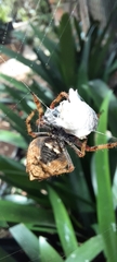 Socca pustulosa