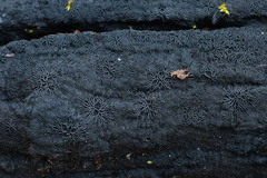 Glonium stellatum