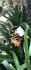 Socca pustulosa