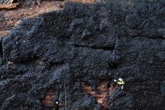 Glonium stellatum