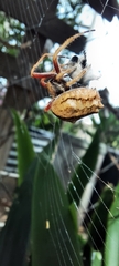 Socca pustulosa