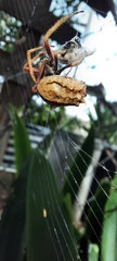 Socca pustulosa