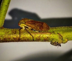 Aetalion reticulatum