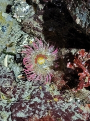 Anthopleura artemisia