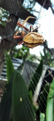 Socca pustulosa
