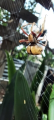 Socca pustulosa