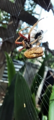 Socca pustulosa