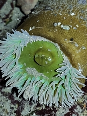Anthopleura xanthogrammica