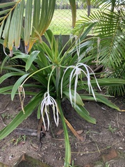 Hymenocallis