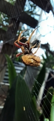 Socca pustulosa