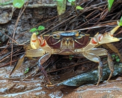 Potamonautidae