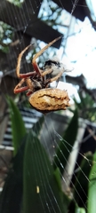 Socca pustulosa