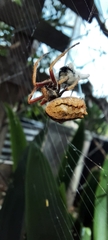 Socca pustulosa