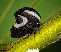 Membracis foliatafasciata