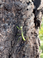 Pseudomantis albofimbriata