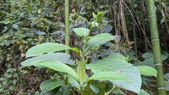 Trichodesma calycosum