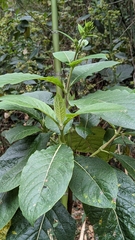 Trichodesma calycosum