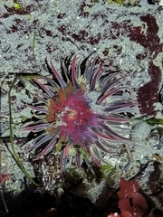 Anthopleura artemisia