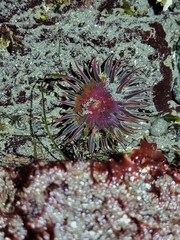 Anthopleura artemisia