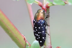 Diphucrania leucosticta