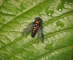 Condylostylus longicornis