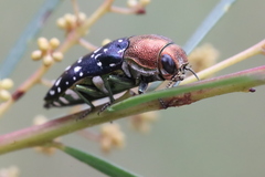 Diphucrania leucosticta