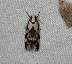 Palimmeces variegata