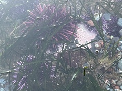 Mesocentrotus franciscanus