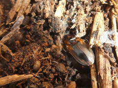 Tanystoma maculicolle