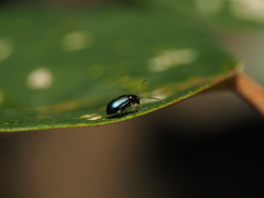 Aphthona strigosa