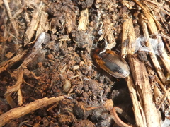 Tanystoma maculicolle