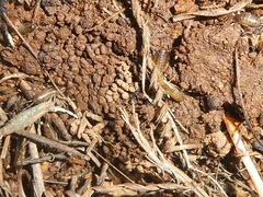 Forficula auricularia