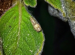 Cicadellidae