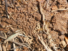 Forficula auricularia
