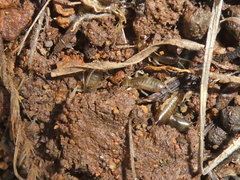 Forficula auricularia