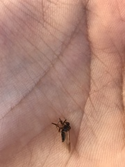 Senopterina