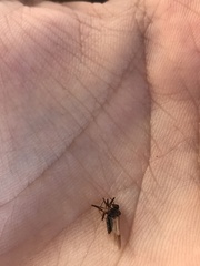 Senopterina