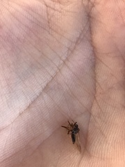 Senopterina