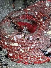 Cribrinopsis albopunctata