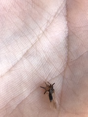 Senopterina