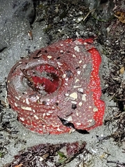 Cribrinopsis albopunctata