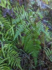 Histiopteris