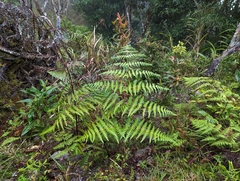 Histiopteris