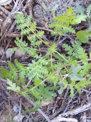 Phacelia distans