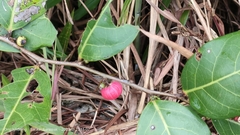 Glochidion littorale